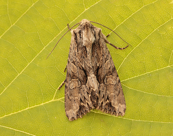 73.162 BF2321 Dark Arches Apamea monoglypha