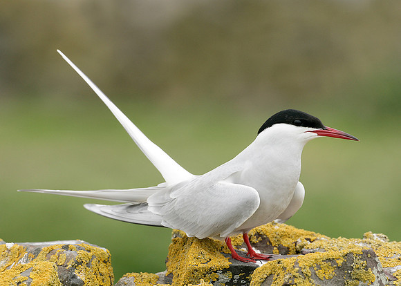 Arctic Tern Sterna paradisaea