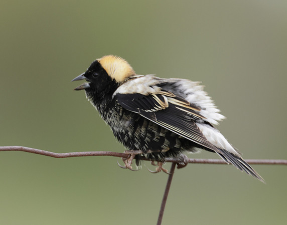 Bobolink Dolichonyx oryzivorus