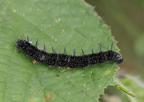 Peacock Inachis io