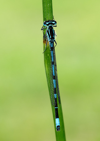 Variable Damselfly Coenagrion pulchellum