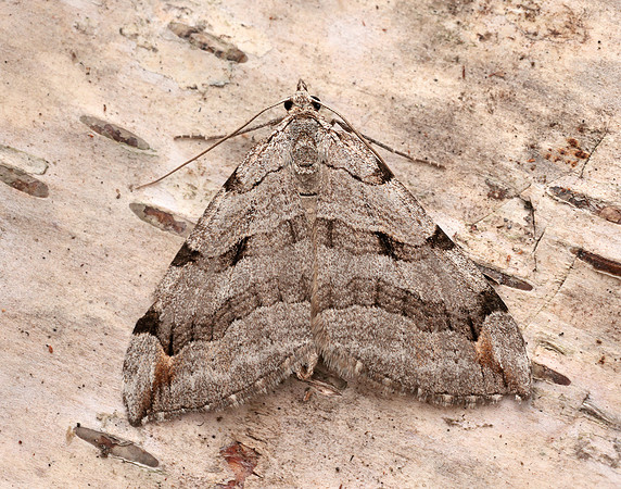 70.192 BF1867 Treble-bar Aplocera plagiata