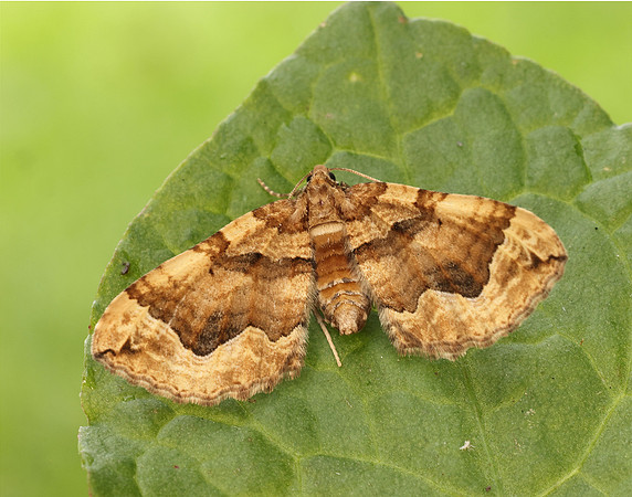 70.069 BF1749 Dark Spinach Pelurga comitata