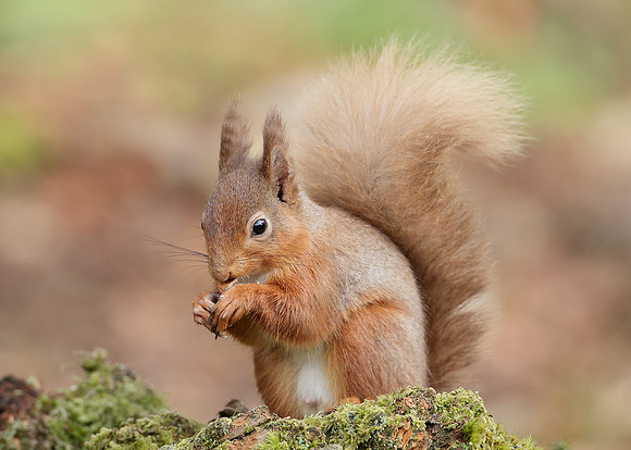 Red Squirrel Sciurus vulgaris
