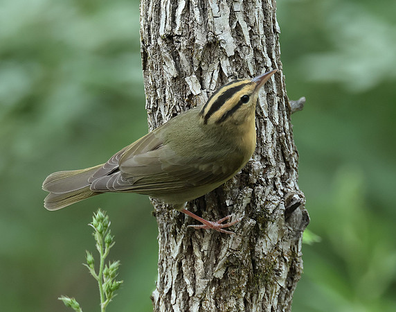 Worm-eating Warbler Helmitheros vermivorum