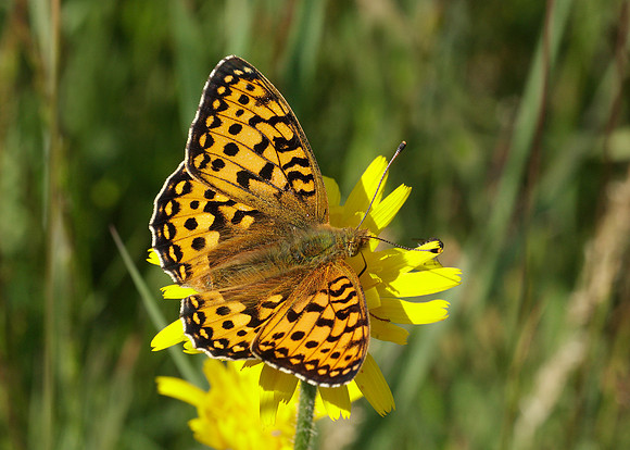 Dark Green fritillary Argynnis aglaja