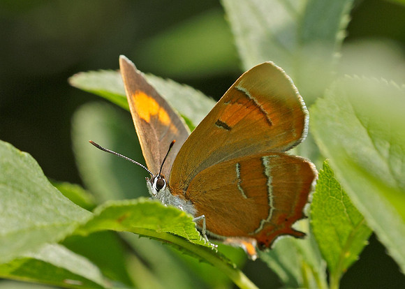 Brown Hairstreak Thecla betulae