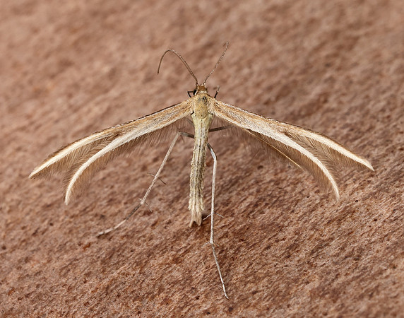 45.033 BF1510 Thyme Plume Merrifieldia leucodactyla