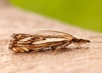 63.102 BF1316 Catoptria falsella