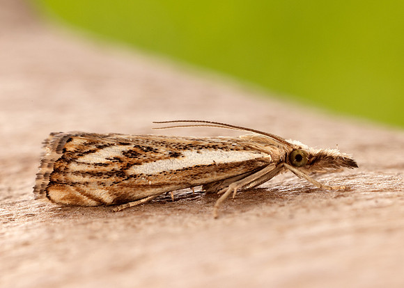63.102 BF1316 Catoptria falsella