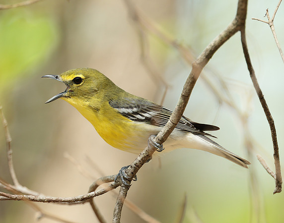 Yellow-throated Vireo Vireo flavifrons