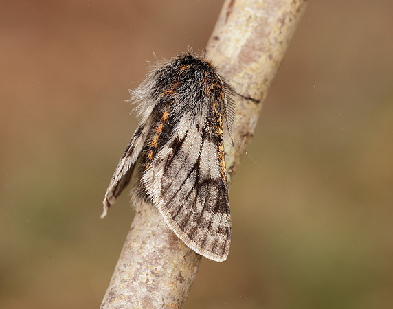 70.249 BF1929 Rannoch Brindled Beauty Lycia lapponaria