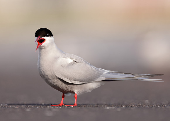Arctic Tern Sterna paradisaea