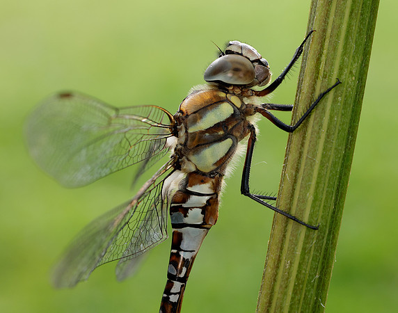 Migarnt Hawker Aeshna mixta