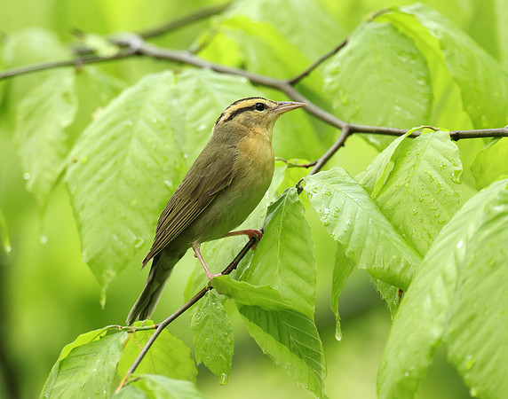 Worm-eating Warbler Helmitheros vermivorum