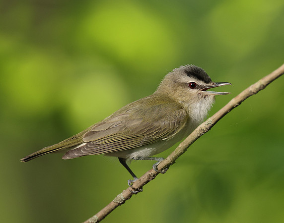 Red-eyed Vireo Vireo olivaceus