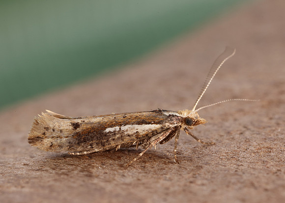 17.010 BF460 Ypsolopha parenthesella