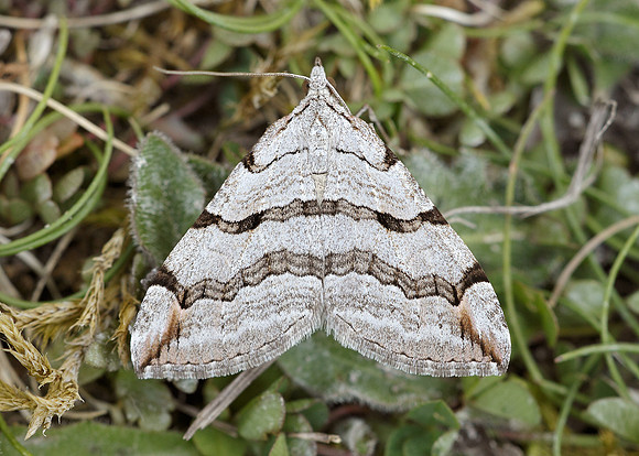 70.192 BF1867 Treble-bar Aplocera plagiata plagiata