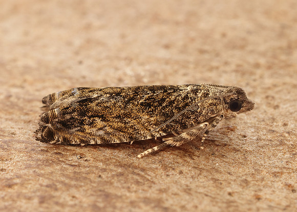 49.255 BF1138 Epinotia nisella