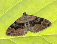 70.055 BF1726 Large Twin-spot Carpet Xanthorhoe quadrifasiata