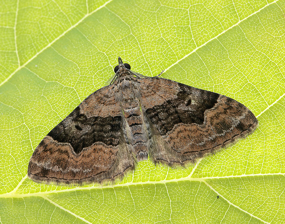 70.055 BF1726 Large Twin-spot Carpet Xanthorhoe quadrifasiata
