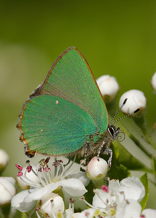 Green Hairstreak Callophrys rubi