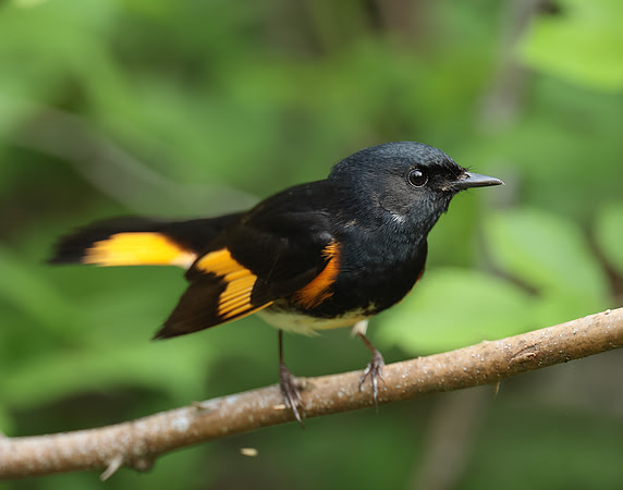 American Redstart Setophaga ruticilla