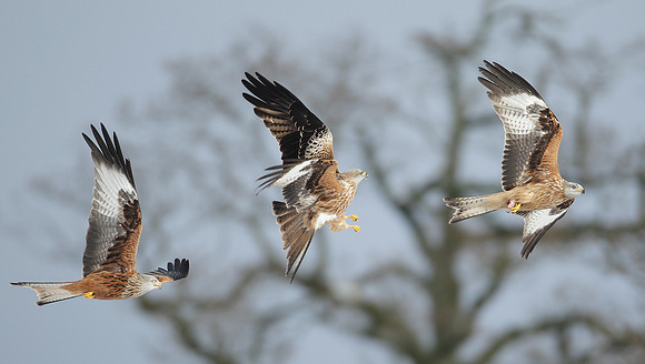 Red Kite Milvus milvus