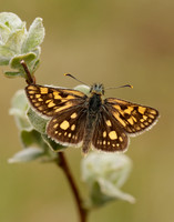 Chequered Skipper Carterocephalus palaemon
