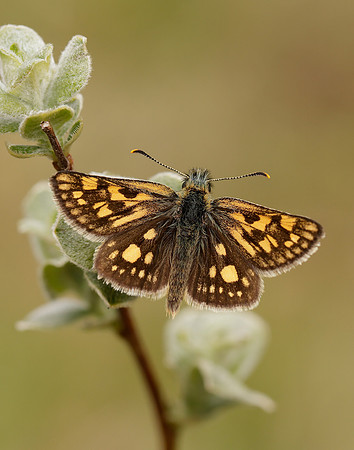 Chequered Skipper Carterocephalus palaemon