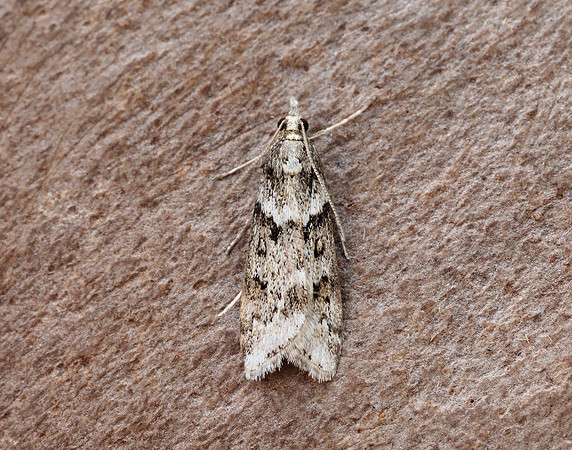 63.069 BF1342 Eudonia angustea