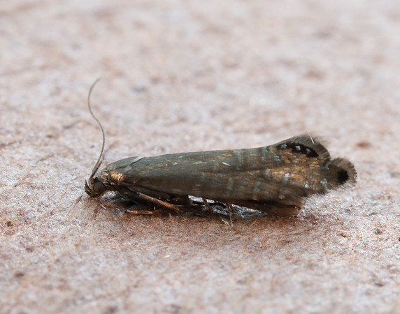 19.002 BF397 Glyphipterix thrasonella