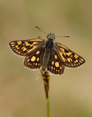 Chequered Skipper Carterocephalus palaemon