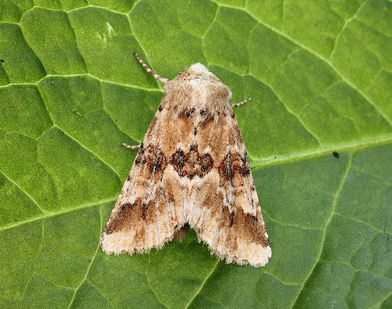 73.120 BF2352 Dusky Sallow Eremobia ochroleuca