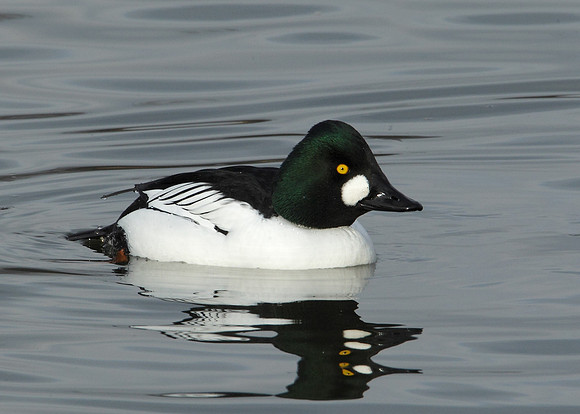 Goldeneye Bucephala clangula