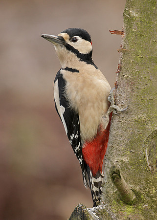 Great Spotted Woodpecker Dendrocopus major