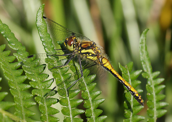 Black Darter Sympetrum danae