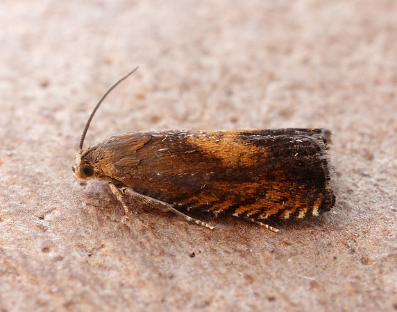 49.376 BF1233 Pammene aurita