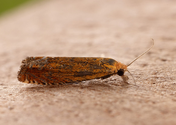 49.345 BF1219 Lathronympha strigana