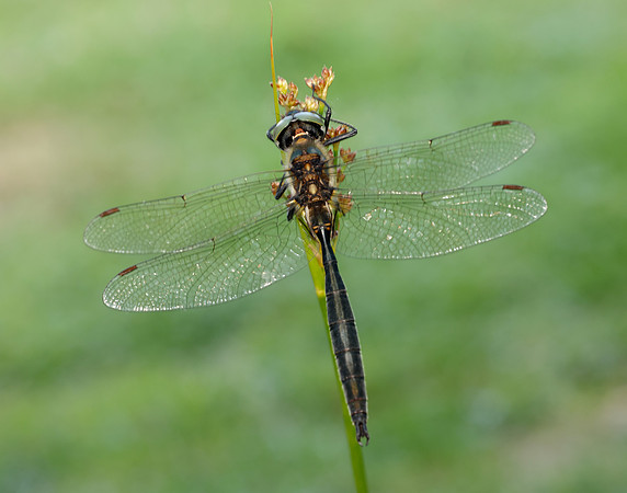 Northern Emerald Somatochlora arctica
