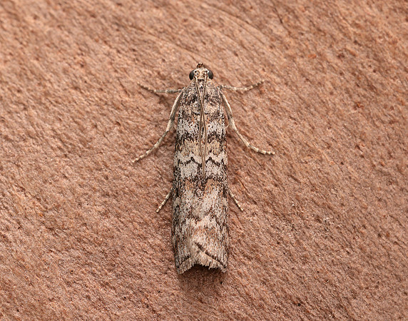 62.028 BF1454 Dioryctria abietella
