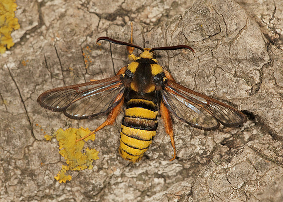 52.002 BF0370 Hornet Moth Sesia apiformis
