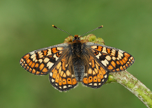 Marsh Fritillary Euphydryas aurinia
