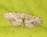 70.011 BF1708 Single-dotted Wave Idaea dimidiata