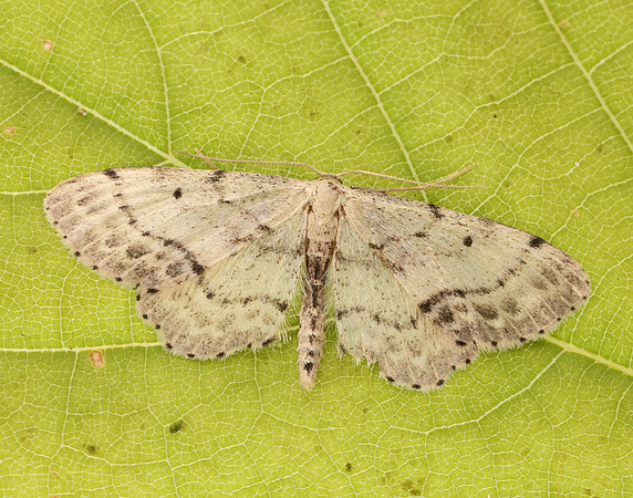 70.011 BF1708 Single-dotted Wave Idaea dimidiata