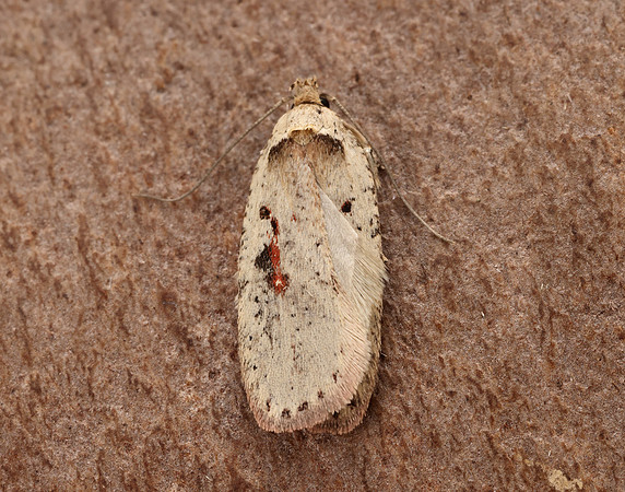 32.007 BF701 Agonopterix ocellana