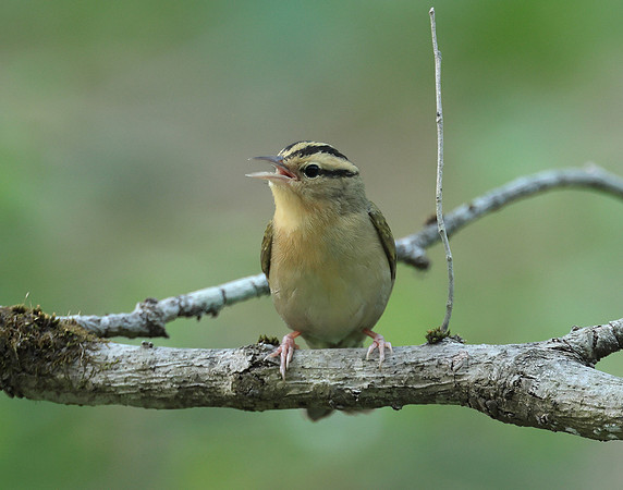 Worm-eating Warbler Helmitheros vermivorum