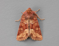 73.176 BF2340 Middle-barred Minor Oligia fasciuncula