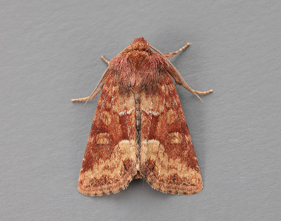 73.176 BF2340 Middle-barred Minor Oligia fasciuncula