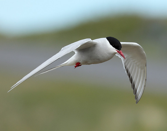 Arctic Tern Sterna paradisaea
